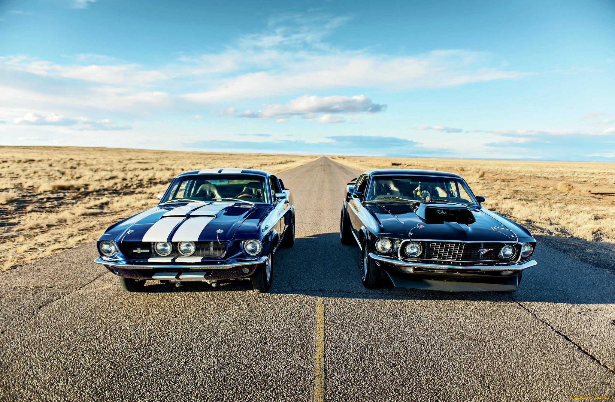 , mustang